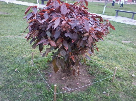 [Foto de planta, jardin, jardineria]