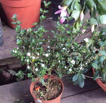 [Foto de planta, jardin, jardineria]
