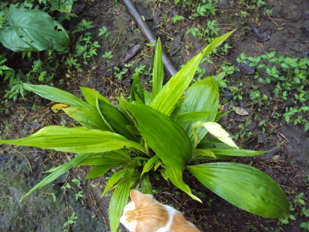 [Foto de planta, jardin, jardineria]