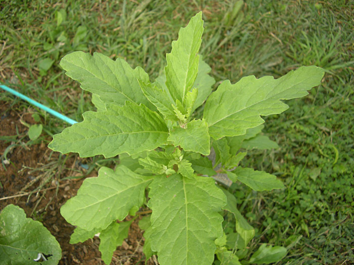 [Foto de planta, jardin, jardineria]