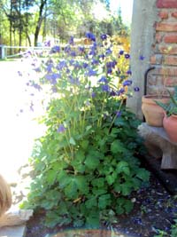 [Foto de planta, jardin, jardineria]