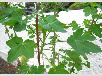 [Foto de planta, jardin, jardineria]