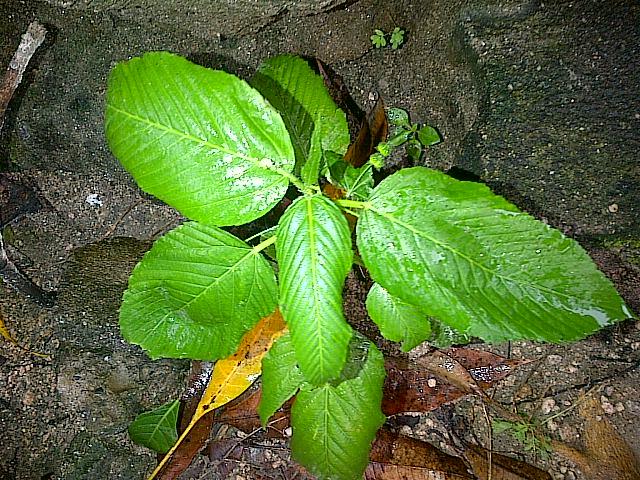 [Foto de planta, jardin, jardineria]