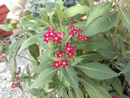 [Foto de planta, jardin, jardineria]