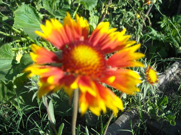 [Foto de planta, jardin, jardineria]