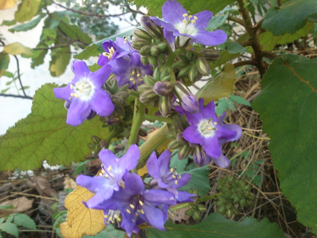 [Foto de planta, jardin, jardineria]