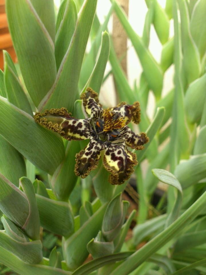 [Foto de planta, jardin, jardineria]