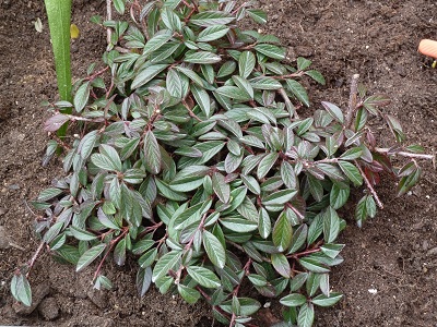 [Foto de planta, jardin, jardineria]