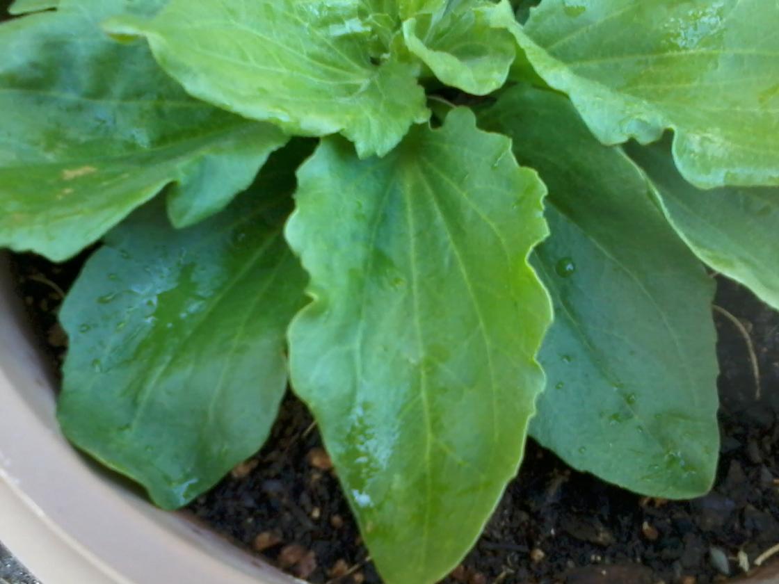 [Foto de planta, jardin, jardineria]