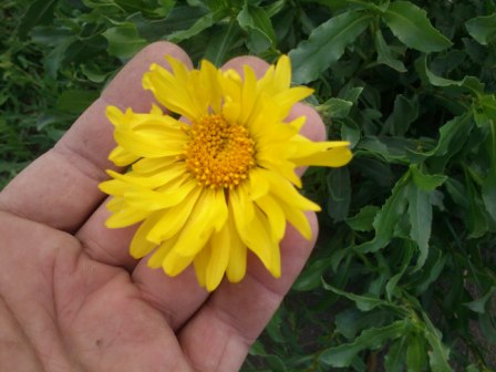 [Foto de planta, jardin, jardineria]