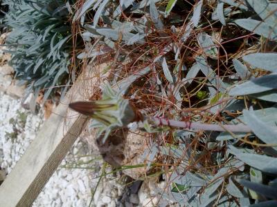 [Foto de planta, jardin, jardineria]