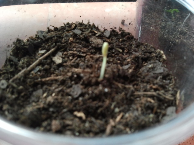 [Foto de planta, jardin, jardineria]