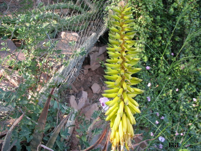 [Foto de planta, jardin, jardineria]