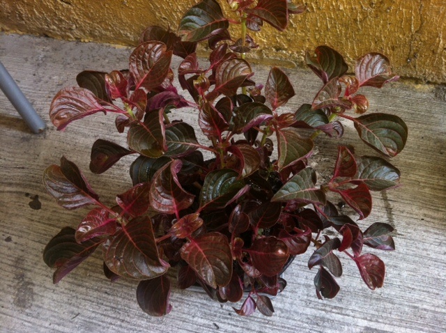 [Foto de planta, jardin, jardineria]