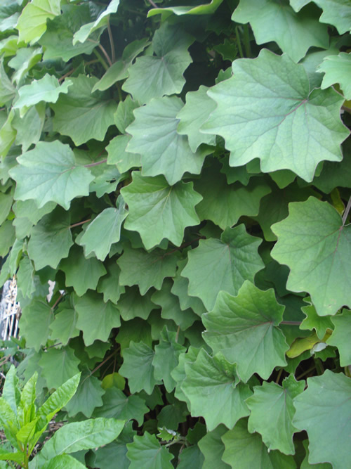 [Foto de planta, jardin, jardineria]