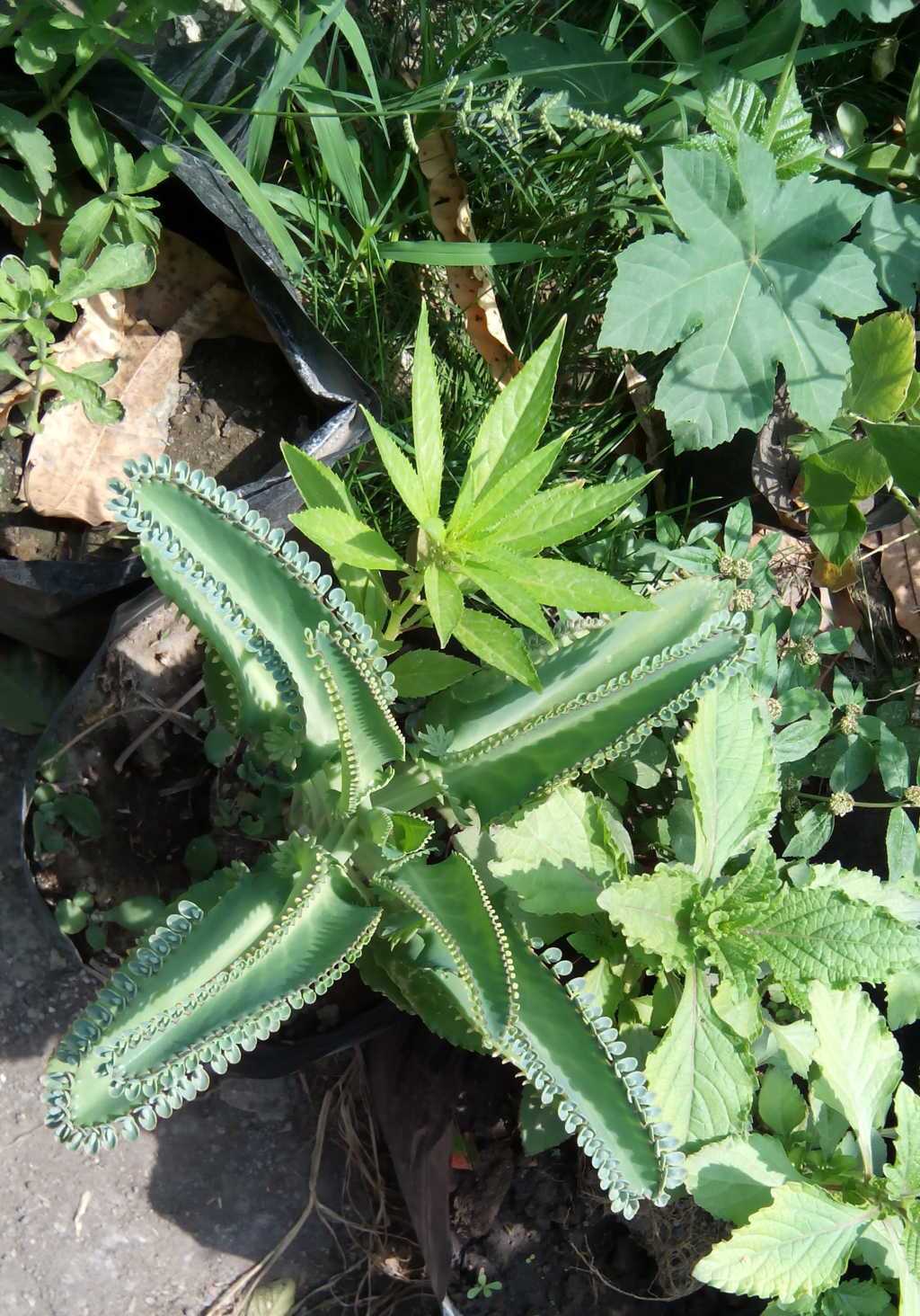 [Foto de planta, jardin, jardineria]