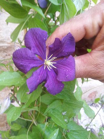 [Foto de planta, jardin, jardineria]