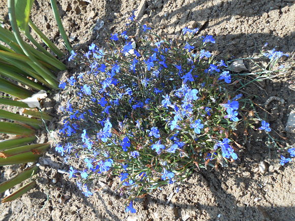 Flores azules