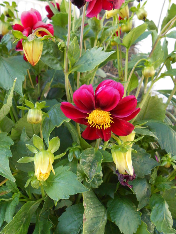 [Foto de planta, jardin, jardineria]