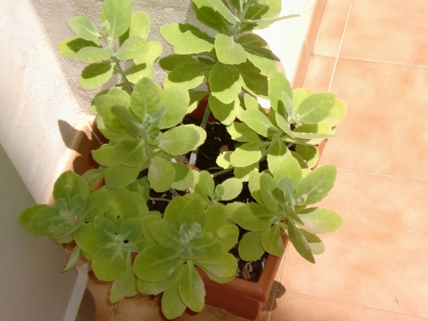 [Foto de planta, jardin, jardineria]