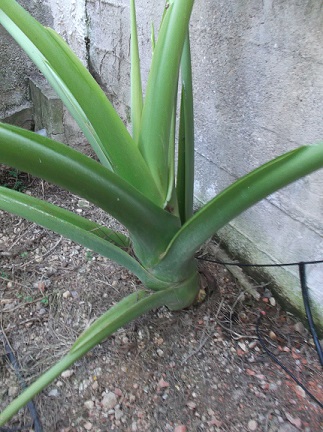 [Foto de planta, jardin, jardineria]