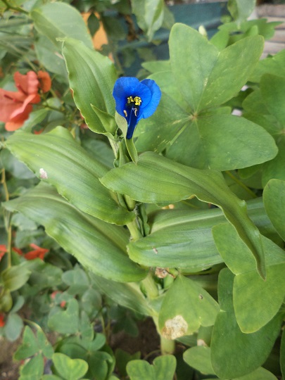 [Foto de planta, jardin, jardineria]