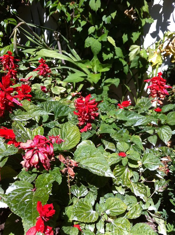 [Foto de planta, jardin, jardineria]