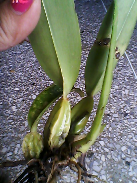 [Foto de planta, jardin, jardineria]