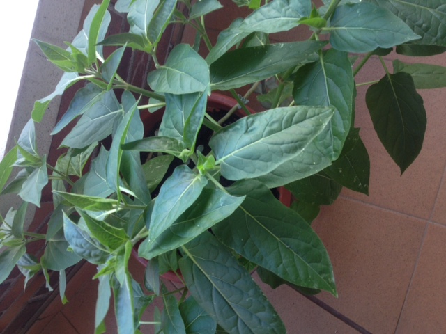 [Foto de planta, jardin, jardineria]