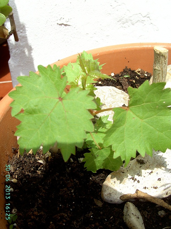 [Foto de planta, jardin, jardineria]