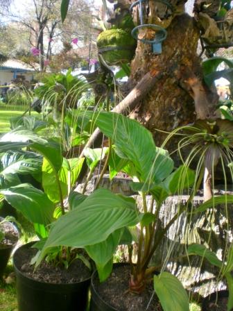 [Foto de planta, jardin, jardineria]