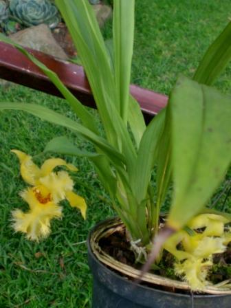 [Foto de planta, jardin, jardineria]