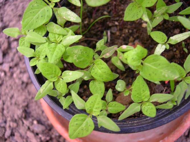 [Foto de planta, jardin, jardineria]