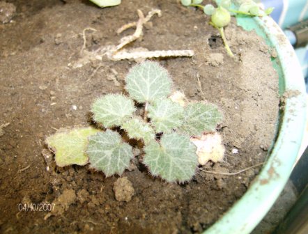 [Foto de planta, jardin, jardineria]