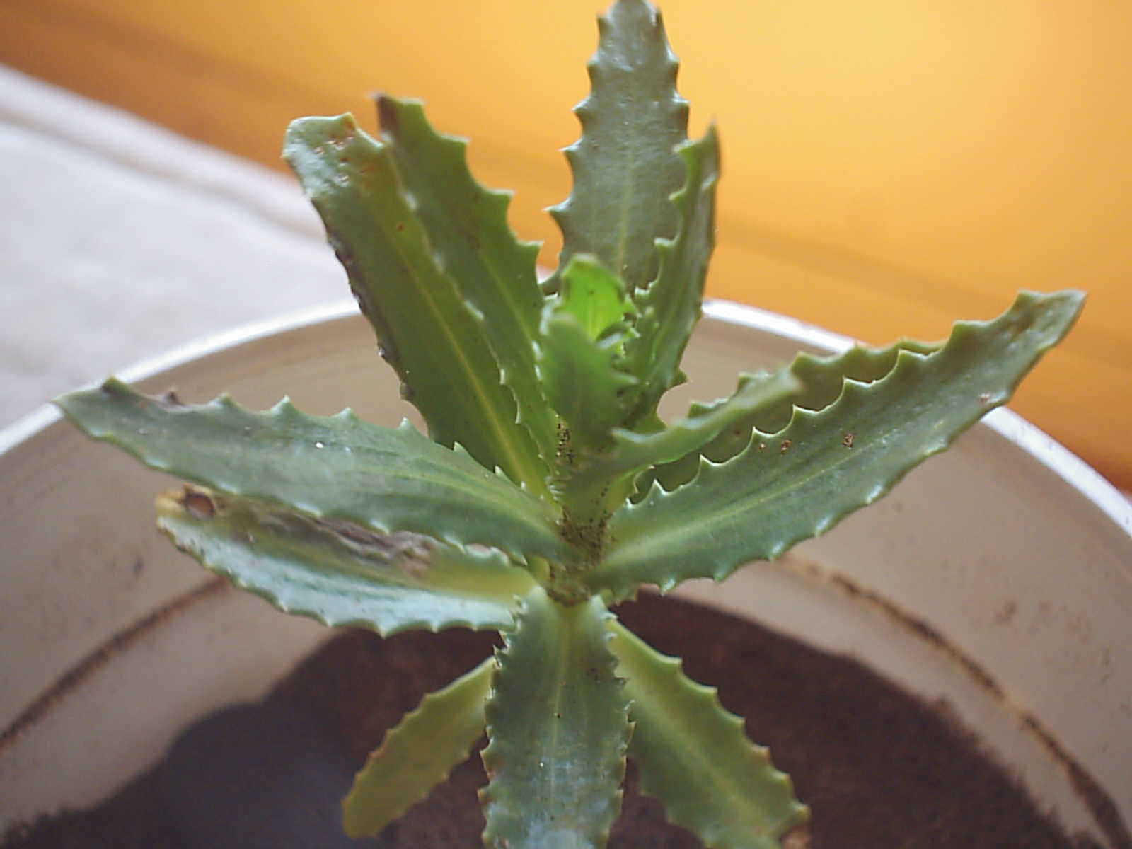 [Foto de planta, jardin, jardineria]