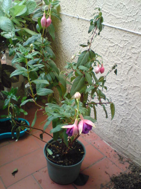 [Foto de planta, jardin, jardineria]