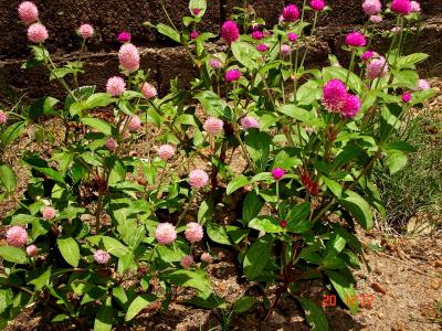 [Foto de planta, jardin, jardineria]