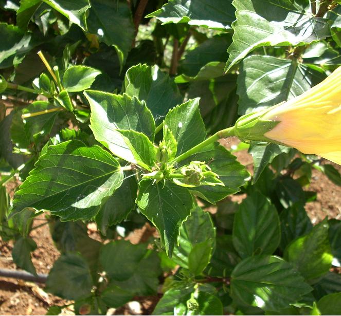 [Foto de planta, jardin, jardineria]