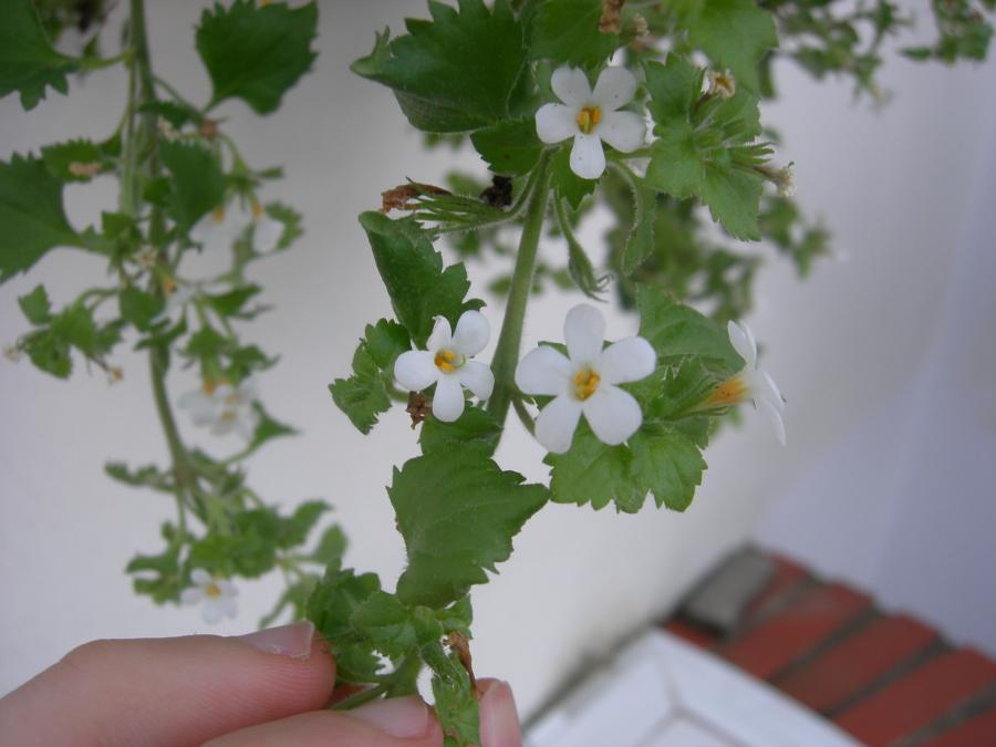 [Foto de planta, jardin, jardineria]