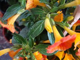 [Foto de planta, jardin, jardineria]