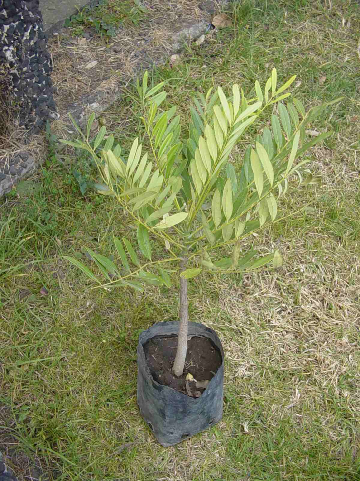 [Foto de planta, jardin, jardineria]