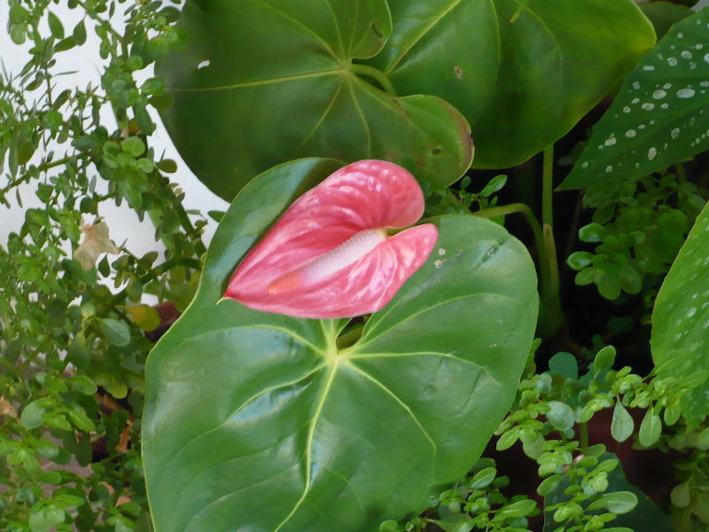 [Foto de planta, jardin, jardineria]