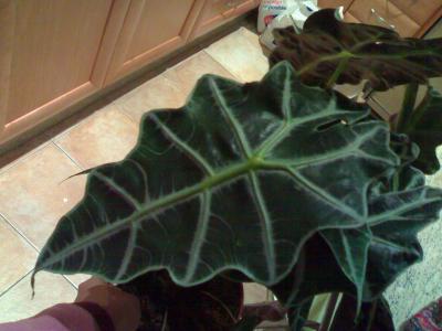 [Foto de planta, jardin, jardineria]