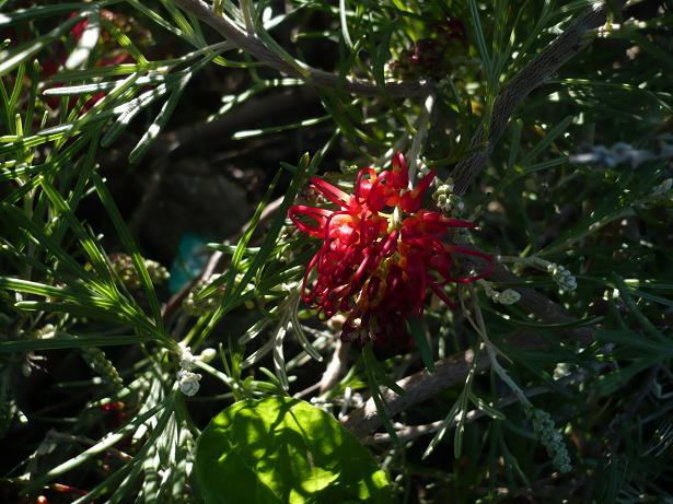 [Foto de planta, jardin, jardineria]