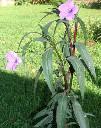 [Foto de planta, jardin, jardineria]