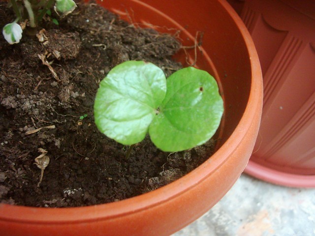 [Foto de planta, jardin, jardineria]