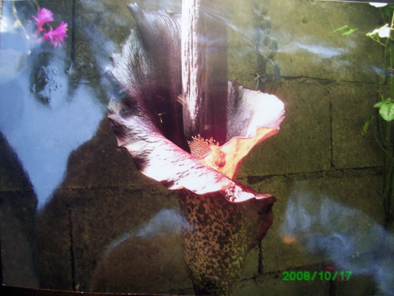 [Foto de planta, jardin, jardineria]