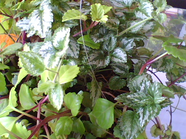 [Foto de planta, jardin, jardineria]