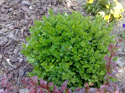 [Foto de planta, jardin, jardineria]
