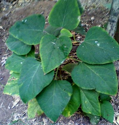 [Foto de planta, jardin, jardineria]